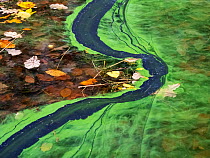 Blue-green algae (Cyanobacteria) on Lake Windermere in autumn. This algal bloom is caused by climate change making the water temperatures far warmer than they should be in winter and by the amount of...