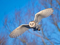 Barn owl (Tyto alba) hunting during the day over a coastal meadow, North Norfolk, UK. February.
