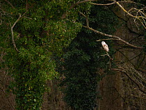 Barn owl (Tyto alba) perched on branch in woodland during the day, North Norfolk, UK. February.