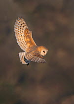 Barn owl (Tyto alba) hunting during the day over a coastal meadow, North Norfolk, March.