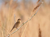 Grasshopper warbler (Locustella naevia) perched on a branch, singing at dawn, Cley, North Norfolk, UK. May.