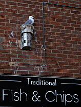 Kittiwake (Rissa tridactyla) nesting on top of an air vent on side of a fish and chip shop, Bridlington Harbour, North Yorkshire, UK. June.