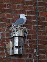 Kittiwake (Rissa tridactyla) nesting on top of an air vent on side of building, Bridlington Harbour, North Yorkshire, UK. June.