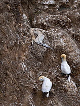 Two Northern gannets (Morus bassanus) perched on rocky cliff, close to a desiccated corpse of a victim of Avian Influenza, Troup Head RSPB Reserve, Aberdeenshire, Scotland, UK. September, 2022.