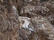 Desiccated corpse of a Northern gannet (Morus bassanus) on a rocky ledge, a victim of Avian Influenza that decimated gannet colonies along the easat coast of Britain in the summer of 2022. Troup Head...