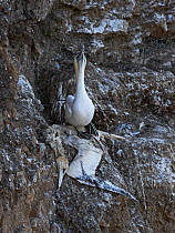 Northern gannet (Morus bassanus) standing on rocky ledge next to the desiccated corpse of its mate, a victim of Avian Influenza that decimated gannet colonies along the east coast of Britain in the su...