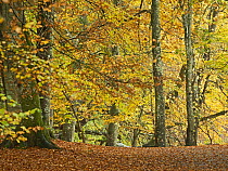 Beech (Fagus sp.) woodland in autumn, Perthshire, Scotland, UK. November.