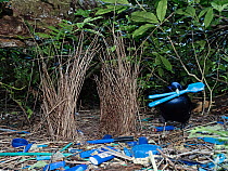 Satin bowerbird (Ptilonorhynchus violaceus) male, standing at bower in rainforest, collecting blue items as part of courtship display, Lamington National Park, Australia.