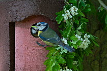 Blue tit (Cyanistes caeruleus) pair at nest box in garden, one perched at entrance with caterpillar in beak, Norfolk, UK. May.