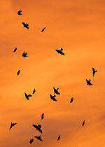 Starlings (Sturnus viulgarus) flying in to roost at sunset, Fakenham, Norfolk, UK. January.