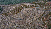 Aerial view of commercial forestry plantation showing area of harvested trees, Glenfeshie, Cairngorms, Scotland, UK. October, 2021.