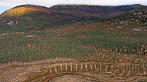 Aerial view of commercial forestry plantation showing area of harvested trees, Glenfeshie, Cairngorms, Scotland, UK. October, 2021.