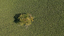 Aerial view of Oak (Quercus sp.) tree in field of Maize (Zea mays), Somerton, Somerset, UK, August.