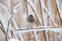 Bluethroat (Luscinia svecica cyanecula) male, perched on snow-covered reed, Germany. April.