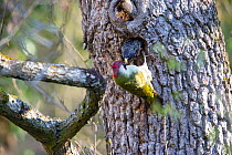 Green woodpecker (Picus viridis) male, fighting with a Starling (Sturnus vulgaris) for ownership of a nest hole, Germany. April.