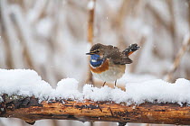 Bluethroat (Luscinia svecica cyanecula) male, perched on snow-covered branch, Germany. April.