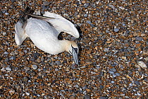 Northern gannet (Morus bassanus) lying dead on beach, a victim of avian flu, Norfolk, UK. September, 2022.