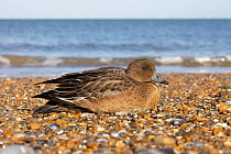 Wigeon (Anas penelope) suffering from avian flu, resting on beach, Norfolk, UK. October, 2022.