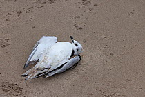 Kittiwake (Rissa tridactyla) lying dead on beach, a victim of avian flu, Northumberland, UK. August, 2022.