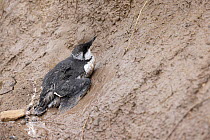 Guillemot (Uria aalge) dying of avian flu, Northumberland, UK. August, 2022.