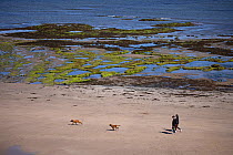Two people walking dogs on the beach at low tide, Northumberland, UK. August, 2022.