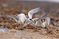 Little tern (Sterna albifrons) landing on beach with fish prey in beak, with two juveniles begging for food, Winterton, Norfolk, UK. August.