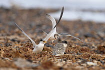Little tern (Sterna albifrons) feeding chick on beach, with approaching juvenile begging for food, Winterton, Norfolk, UK. August.