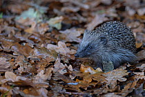 European hedgehog (Erinaceus europaeus) juvenile, foraging in leaf litter, Norfolk, UK. November.