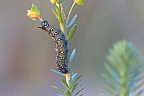 Spurge hawkmoth (Hyles euphorbiae) caterpillar feeding on Sea spurge (Euphorbia paralias),   Snettisham, UK. October. Focus stacked image.