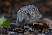 European hedgehog (Erinaceus europaeus) juvenile, foraging in leaf litter, Norfolk, UK. October.