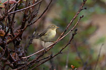 Willow warbler (Phylloscopus trochilus) juvenile, perched on branch, Norfolk, UK. September.