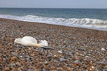 Dead Northern gannet (Morus bassanus) on beach, probably a victim of Avian flu, Norfolk, UK. September,  2022.