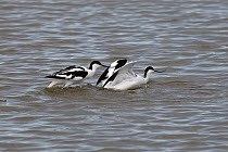 Two Avocets (Recurvirostra avosetta) on water, one displaying aggressive behaviour towards the other, Titchwell, Norfolk, UK. August.