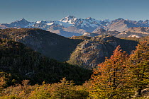 Landscape of Southern beech (Nothofagus sp.) forest with Andes in background.  Patagonia National Park, Chile. March.