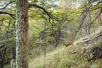 South Andean deer (Hippocamelus bisulcus), adult male, walking through Southern beech (Nothofagus sp.) forest.  Patagonia National Park, Chile. March.