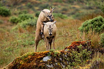South Andean deer (Hippocamelus bisulcus) pair mating in Tempano Fjord.  Bernardo O'Higgins National Park, Patagonia, Chile. February.