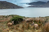 South Andean deer (Hippocamelus bisulcus) mixed herd in Tempano Fjord, during rutting season, with glacier in background.  Bernardo O'Higgins National Park, Patagonia, Chile. February.