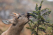 South Andean deer (Hippocamelus bisulcus), adult male, feeding on Magellan barberry (Berberis microphylla).  Bernardo O'Higgins National Park, Patagonia, Chile. April.