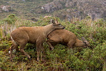 South Andean deer (Hippocamelus bisulcus), pair, with male trying to mate while female feeds, during rutting season.  Bernardo O'Higgins National Park, Patagonia, Chile. February.