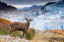 South Andean deer (Hippocamelus bisulcus), adult male, standing in front of retreating Tempano Glacier, during rutting season.  Bernardo O'Higgins National Park, Patagonia, Chile. February.