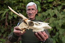 Ranger coordinator of Bernardo O'Higgins National Park showing skull of adult male South Andean deer (Hippocamelus bisulcus). Bernardo O'Higgins National Park, Patagonia, Chile. February.