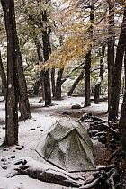 Campsite in Southern beech (Nothofagus sp.) forest after snowfall.  Los Glaciares National Park, Patagonia, Argentina. April.