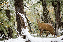 South Andean deer (Hippocamelus bisulcus), subadult male, walking through Southern beech (Nothofagus sp.) forest during snowfall.  Los Glaciares National Park, Patagonia, Argentina. April.
