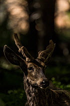 South Andean deer (Hippocamelus bisulcus), adult male, portrait.  Cerro Castillo National Park, Chile. December.