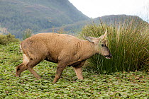 South Andean deer (Hippocamelus bisulcus), adult male, crossing wetland of Bernardo Fjord during rutting season.  Bernardo O'Higgins National Park, Patagonia, Chile. February.