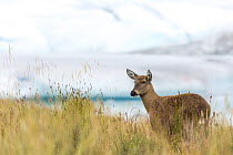 South Andean deer (Hippocamelus bisulcus), adult female, in tall grasses on banks of Bernardo Fjord.  Bernardo O'Higgins National Park, Patagonia, Chile. February.