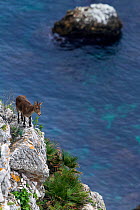 Iberian ibex (Capra pyrenaica), adult female, walking along coastal cliff. Mediterranean coast, Andalusia, Spain. November.