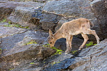 Iberian ibex (Capra pyrenaica) kid, aged two months, feeding on cliff, at 2900m altitude.  Sierra Nevada National Park, Andalusia, Spain. July.