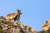 Iberian ibex (Capra pyrenaica), alert female with kid aged between one and two months.  Sierra Nevada National Park, Andalusia, Spain. May.