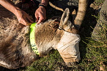 Anesthetized Iberian ibex (Capra pyrenaica), adult male, for tagging.  Sierra Nevada National Park, Andalusia, Spain. May.